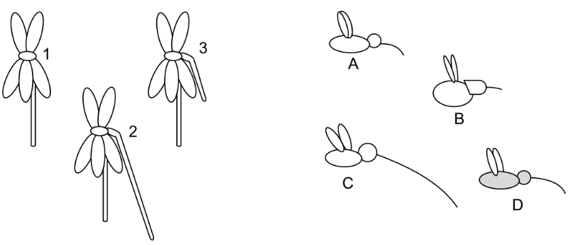 Schematische Zeichnung von mehreren Blumen- und Tierformen mit den Buchstaben A bis D.